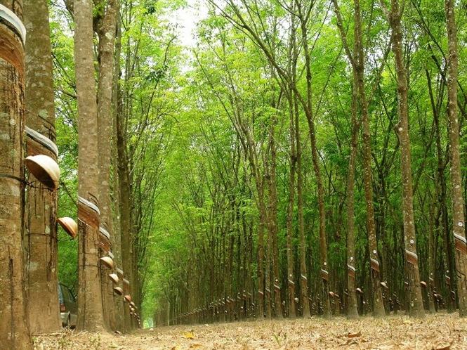 Phát triển xanh ngành cao su: Tiêu chí để mở rộng thị trường